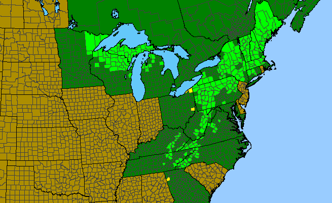 The range of Oxalis montana